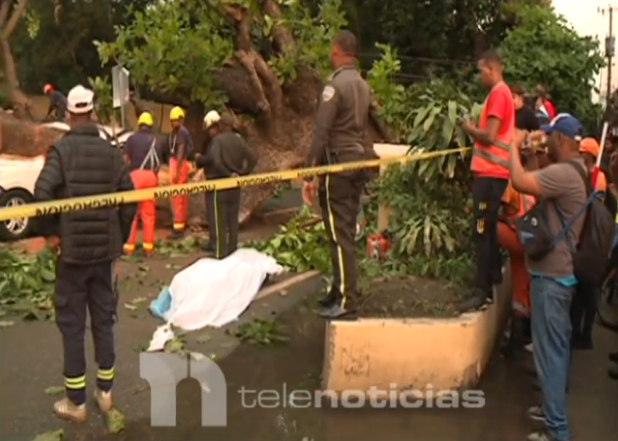 Explican por qué se cayó árbol que mató un joven en el Distrito ...